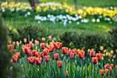 WARDINGTON MANOR, OXFORDSHIRE: SPRING - TULIPA BROWN SUGAR TULIPS PLANTED FOR CUTTING. GARDEN, YEW, HEDGES, HEDGING, TAXUS, BEDS, BULBS, COTTAGE, DAFFODILS, MEADOW