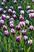 WARDINGTON MANOR, OXFORDSHIRE: SPRING. PLANT PORTRAIT OF TULIPS - TULIPA BLUEBERRY RIPPLE. FLOWERS, FLOWERING, PURPLE, WHITE, BULBS, BI COLOURED, BICOLOURED
