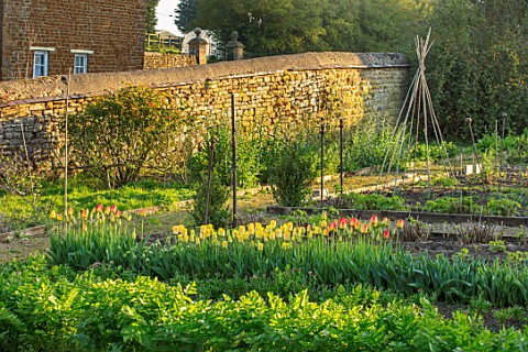 THE_LAND_GARDENERS_WARDINGTON_MANOR_OXFORDSHIRE_TULIPS_GROWING_IN_THE_CUTTING_GARDEN_WALLED_COUNTRY_