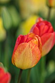 THE LAND GARDENERS, WARDINGTON MANOR, OXFORDSHIRE: ORANGE AND RED FLOWER OF TULIP GROWING IN THE CUTTING GARDEN. WALLED, COUNTRY, ENGLISH, VEGETABLES, POTAGER, BULBS