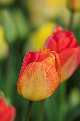 THE_LAND_GARDENERS_WARDINGTON_MANOR_OXFORDSHIRE_ORANGE_AND_RED_FLOWER_OF_TULIP_GROWING_IN_THE_CUTTIN