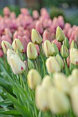 THE LAND GARDENERS, WARDINGTON MANOR, OXFORDSHIRE: TULIPS GROWING IN THE CUTTING GARDEN. WALLED, COUNTRY, ENGLISH, VEGETABLES, POTAGER, BULBS