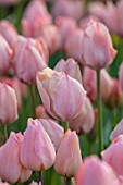 THE LAND GARDENERS, WARDINGTON MANOR, OXFORDSHIRE: CLOSE UP PLANT PORTRAIT OF PINK FLOWERS OF TULIP - TULIPA DESIGN IMPRESSION. BULBS, PETALS, SPRING, APRIL