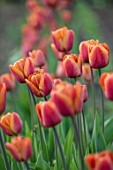 THE LAND GARDENERS, WARDINGTON MANOR, OXFORDSHIRE: CLOSE UP PLANT PORTRAIT OF ORANGE, BROWN FLOWERS OF TULIP - TULIPA BROWN SUGAR. BULBS, PETALS, SPRING, APRIL