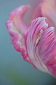 THE LAND GARDENERS, WARDINGTON MANOR, OXFORDSHIRE: CLOSE UP PLANT PORTRAIT OF PINK, GREEN FLOWERS OF TULIP - TULIPA WEBERS PARROT. BULBS, PETALS, SPRING, APRIL. ABSTRACT