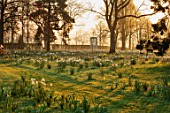 MORTON HALL, WORCESTERSHIRE: NARCISSUS AT DAWN. LIGHT, MONOPTEROS, CIRCULAR, COLONNADE, ORNAMEN, TEMPLE, STONE, PARK, SUNRISE, MEADOW, BULBS