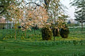 MORTON HALL, WORCESTERSHIRE: AVENUE OF VIBURNUMS AND WHITE FLOWERED AMELANCHIER X GRANDIFLORA PRINCESS DIANA. TREE, SHRUB, SERVICEBERRY, SPRING, LAWN, GRASS