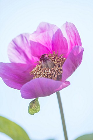 CLOSE_UP_PLANT_PORTRAIT_OF_THE_PINK_FLOWER_OF_A_PEONY__PAEONIA_MASCULA_SUBSP_MASCULA_PETAL_PETALS_PE
