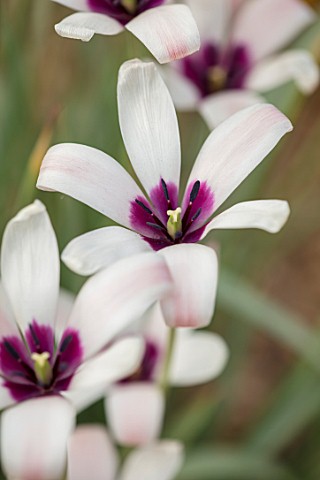 CLOSE_UP_PLANT_PORTRAIT_OF_THE_WHITE_AND_PURPLE_FLOWER_OF_A_TULIP__TULIPA_CLUSIANA_PETAL_PETALS_BULB