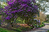 CAERHAYS CASTLE, CORNWALL: PATH IN WOODLAND WITH RHODODENDRON DESQUAMATUM, INTRODUCED BY GEORGE FORREST FROM YUNNAN, CHINA IN 1917. SHRUB, APRIL, SPRING