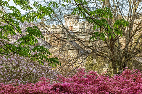 CAERHAYS_CASTLE_CORNWALL_VIEW_OF_THE_CASTLE_THROUGH_A_PINK_AZALEA_TREE_SPRING_APRIL_ENGLISH_COUNTRY_