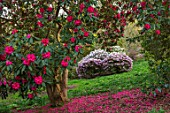 CAERHAYS CASTLE, CORNWALL: THE WOODLAND IN SPRING. RHODODENDRON CORNISH RED FRAMES A VIEW OF RHODODENDRON HIGH SHERIFF, TINNERS BLUSH AND RHODODENDRON X DECORUM