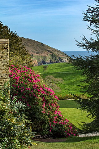 CAERHAYS_CASTLE_CORNWALL_VIEW_FROM_THE_WOODLAND_TO_PORTHULNEY_BAY_WITH_RHODODENDRON_CORNISH_RED_IN_F