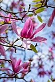 CAERHAYS CASTLE, CORNWALL: PINK FLOWERS OF MAGNOLIA CAERHAYS SURPRISE IN FULL BLOOM IN THE WOODLAND. SPRING, SHADE, APRIL, TREE, PETALS
