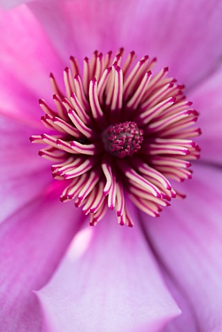 CAERHAYS_CASTLE_CORNWALL_CLOSE_UP_PLANT_PORTRAIT_OF_THE_PINK_FLOWER_OF_MAGNOLIA_CAERHAYS_SURPRISE_IN
