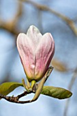 CAERHAYS CASTLE, CORNWALL: CLOSE UP PLANT PORTRAIT OF THE PINK AND CREAM FLOWER OF MAGNOLIA X VEITCHII IN THE WOODLAND. SPRING, SHADE, APRIL, TREE, PETALS