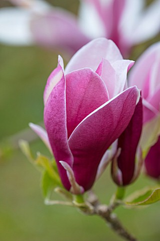 CAERHAYS_CASTLE_CORNWALL_CLOSE_UP_PLANT_PORTRAIT_OF_THE_PINK_AND_CREAM_FLOWER_OF_MAGNOLIA_MARCH_TILL