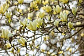CAERHAYS CASTLE, CORNWALL: CLOSE UP PLANT PORTRAIT OF THE YELLOW FLOWERS OF MAGNOLIA ELIZABETH IN THE WOODLAND. SPRING, SHADE, APRIL, TREE, PETALS