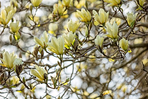 CAERHAYS_CASTLE_CORNWALL_CLOSE_UP_PLANT_PORTRAIT_OF_THE_YELLOW_FLOWERS_OF_MAGNOLIA_ELIZABETH_IN_THE_