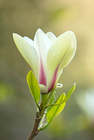CAERHAYS_CASTLE_CORNWALL_CLOSE_UP_PLANT_PORTRAIT_OF_THE_PINK_AND_CREAM_FLOWER_OF_MAGNOLIA_SUNRISE_IN