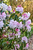 CAERHAYS CASTLE, CORNWALL: CLOSE UP PLANT PORTRAIT OF THE PINK FLOWERS OF A RHODODENDRON IN THE WOODLAND. SPRING, SHADE, APRIL, SHRUB, PETALS