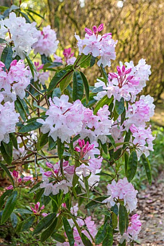 CAERHAYS_CASTLE_CORNWALL_CLOSE_UP_PLANT_PORTRAIT_OF_THE_PINK_FLOWERS_OF_A_RHODODENDRON_IN_THE_WOODLA