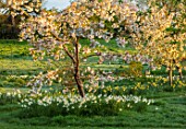 WARDINGTON MANOR, OXFORDSHIRE: THE LAND GARDENERS - SPRING, DAFFODILS AND CHERRY BLOSSOM IN THE MEADOW. PRUNUS, NARCISSUS, NARCISSI, CHERRIES, TREES, BULBS, APRIL