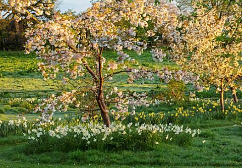 WARDINGTON_MANOR_OXFORDSHIRE_THE_LAND_GARDENERS__SPRING_DAFFODILS_AND_CHERRY_BLOSSOM_IN_THE_MEADOW_P