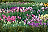 WARDINGTON MANOR, OXFORDSHIRE: THE LAND GARDENERS - SPRING, TULIPS GROWING IN THE CUTTING GARDEN, FLOWERS, BLOOMING, PETALS, BULBS, APRIL, YEW HEDGES, HEDGING