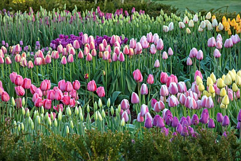 WARDINGTON_MANOR_OXFORDSHIRE_THE_LAND_GARDENERS__SPRING_TULIPS_GROWING_IN_THE_CUTTING_GARDEN_FLOWERS
