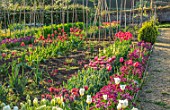 WARDINGTON MANOR, OXFORDSHIRE: THE LAND GARDENERS - SPRING, TULIPS GROWING IN THE WALLED GARDEN. CUTTING, FLOWERS, BLOOMING, PETALS, BULBS, APRIL