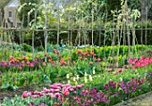 WARDINGTON MANOR, OXFORDSHIRE: THE LAND GARDENERS - SPRING, TULIPS GROWING IN THE WALLED GARDEN. CUTTING, FLOWERS, BLOOMING, PETALS, BULBS, APRIL
