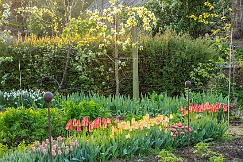 WARDINGTON_MANOR_OXFORDSHIRE_THE_LAND_GARDENERS__SPRING_TULIPS_GROWING_IN_THE_WALLED_GARDEN_CUTTING_