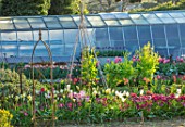 WARDINGTON MANOR, OXFORDSHIRE: THE LAND GARDENERS - SPRING, TULIPS GROWING IN THE WALLED GARDEN. CUTTING, FLOWERS, BLOOMING, PETALS, BULBS, APRIL, GREENHOUSES GLASSHOUSES