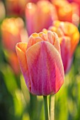 WARDINGTON MANOR, OXFORDSHIRE: SPRING. PLANT PORTRAIT OF ORANGE FLOWERS OF TULIP - TULIPA ORANGE DYNASTY. FLOWERS, FLOWERING, BULBS