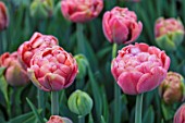 THE LAND GARDENERS, WARDINGTON MANOR, OXFORDSHIRE: CLOSE UP PLANT PORTRAIT OF RED, PINK FLOWERS OF TULIP - TULIPA COPPER IMAGE . BULBS, PETALS, SPRING, APRIL