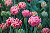 THE LAND GARDENERS, WARDINGTON MANOR, OXFORDSHIRE: CLOSE UP PLANT PORTRAIT OF RED, PINK FLOWERS OF TULIP - TULIPA COPPER IMAGE . BULBS, PETALS, SPRING, APRIL
