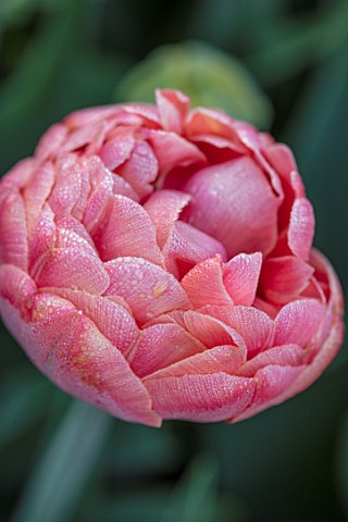 THE_LAND_GARDENERS_WARDINGTON_MANOR_OXFORDSHIRE_CLOSE_UP_PLANT_PORTRAIT_OF_RED_PINK_FLOWERS_OF_TULIP