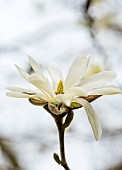 CAERHAYS CASTLE, CORNWALL: CLOSE UP PLANT PORTRAIT OF THE WHITE, YELLOW FLOWER OF MAGNOLIA GOLDSTAR . SHRUB, BLOOM, EVERGREEN, WOODLAND, SHADE, SHADY, LOVING