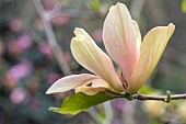 CAERHAYS CASTLE, CORNWALL: CLOSE UP PLANT PORTRAIT OF THE PINK AND YELLOW FLOWER OF MAGNOLIA TROPICANA . SHRUB, BLOOM, EVERGREEN, WOODLAND, SHADE, SHADY, LOVING