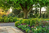 MORTON HALL, WORCESTERSHIRE: THE SOUTH GARDEN WITH TULIPS AND CLIPPED BOX BALLS. MORNING LIGHT, ENGLISH, COUNTRY, GARDEN, APRIL, BORDER, FLOWERS, CHESTNUT, TREE