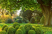 MORTON HALL, WORCESTERSHIRE: THE SOUTH GARDEN WITH CLIPPED BOX BALLS. MORNING LIGHT, ENGLISH, COUNTRY, GARDEN, APRIL, CHESTNUT, TREE