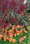 PASHLEY MANOR GARDEN, EAST SUSSEX. SPRING - BORDER WITH TULIPS - TULIPA ORANGE EMPEROR, PHORMIUM AND COTINUS. BULBS, ENGLISH, COUNTRY, HOT, ORANGE, RED, FLOWERS