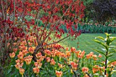 PASHLEY MANOR GARDEN, EAST SUSSEX. SPRING - LAWN AND BORDER WITH TULIPS - TULIPA ORANGE EMPEROR, COTINUS. BULBS, ENGLISH, COUNTRY, HOT, ORANGE, RED, FLOWERS