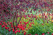 PASHLEY MANOR GARDEN, EAST SUSSEX. SPRING - BORDER WITH TULIPS - TULIPA COULEUR CARDINAL AND COTINUS. BULBS, ENGLISH, COUNTRY, HOT, ORANGE, RED, FLOWERS