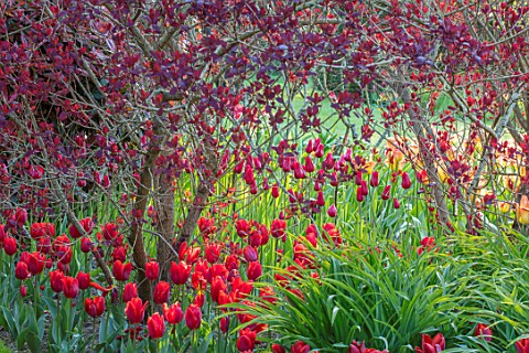 PASHLEY_MANOR_GARDEN_EAST_SUSSEX_SPRING__BORDER_WITH_TULIPS__TULIPA_COULEUR_CARDINAL_AND_COTINUS_BUL