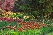 PASHLEY MANOR GARDEN, EAST SUSSEX. SPRING, BORDER, TULIPS - TULIPA DAVENPORT. BULBS, ORANGE, RED, FLOWERS, COUNTRY, ENGLISH, HOT