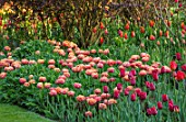 PASHLEY MANOR GARDEN, EAST SUSSEX. SPRING, BORDER, TULIPS - TULIPA SENSUAL TOUCH. BULBS, ORANGE, RED, PEACH, FLOWERS, COUNTRY, ENGLISH, HOT, APRIL
