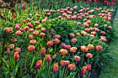PASHLEY MANOR GARDEN, EAST SUSSEX. SPRING, BORDER, TULIPS - TULIPA SENSUAL TOUCH. BULBS, ORANGE, RED, PEACH, FLOWERS, COUNTRY, ENGLISH, HOT, APRIL