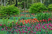 PASHLEY MANOR GARDEN, EAST SUSSEX. SPRING, BORDER, TULIPS - TULIPA RED GEORGETTE AND TULIPA DAVENPORT. BULBS, ORANGE, RED, PEACH, FLOWERS, COUNTRY, ENGLISH, HOT, APRIL